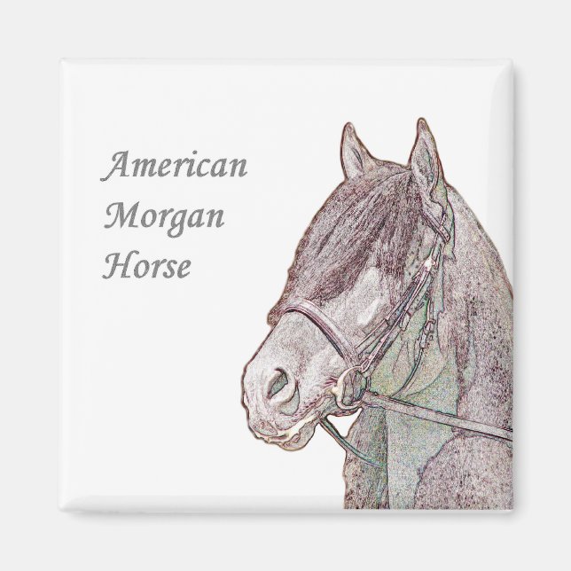 Morgan Horse Magnet (Framsidan)
