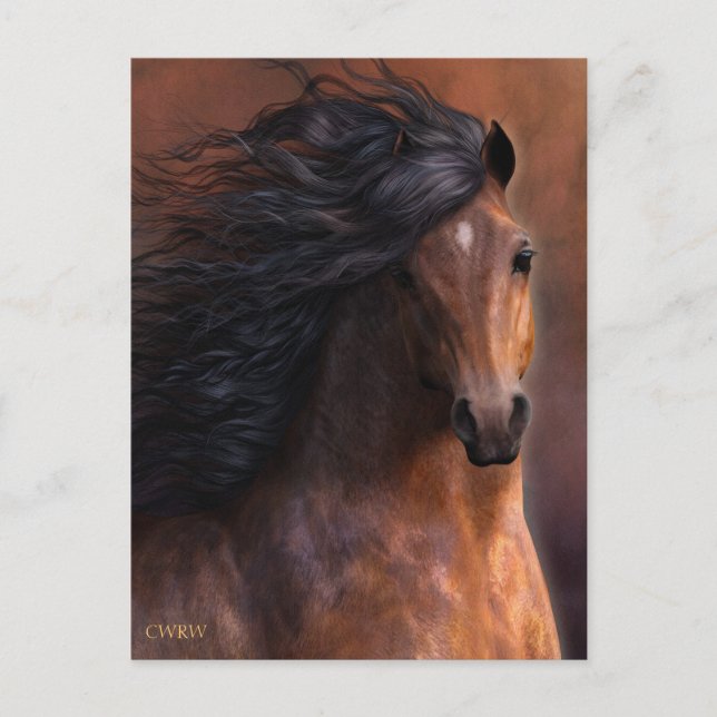 Morgan Horse Postcard Vykort (Framsida)