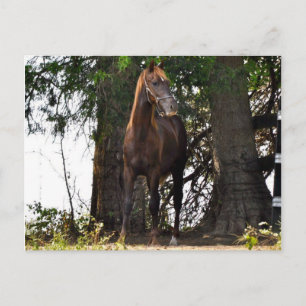 Morgan Horse Products! Vykort