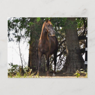 Morgan Horse Products! Vykort
