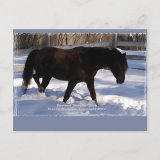 Morgan Horse Winter Wonderland Blank Vykort