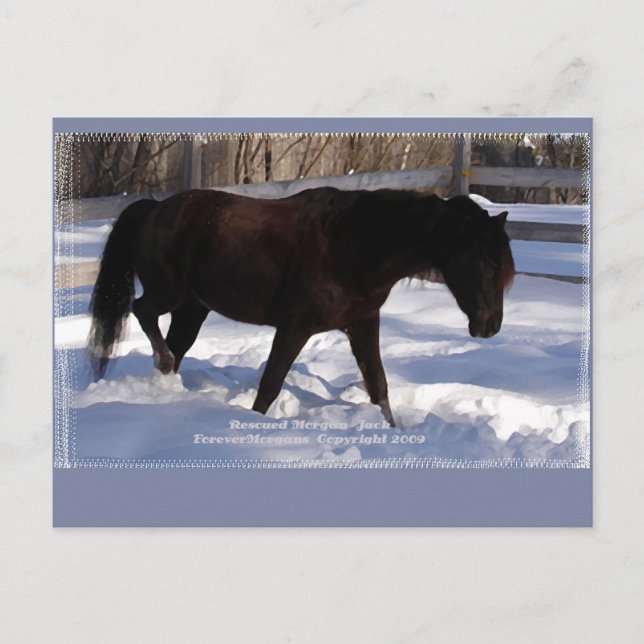 Morgan Horse Winter Wonderland Blank Vykort (Framsida)