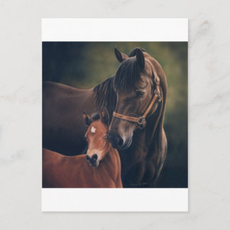 Morgan Mare och Foal Vykort
