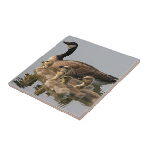 Morgås och henne Goslings Kakelplatta