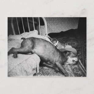 Morgon efter Vintage, en snygg, rinnande Hund Vykort