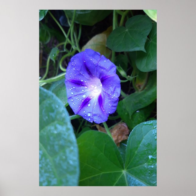Morgon Glory Blommor , Ipomoea med regndroppar Poster (Framsidan)
