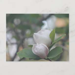 Morgon Magnolia Vykort