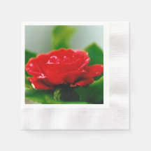 Morgon röd ros täckt med daggdroppar