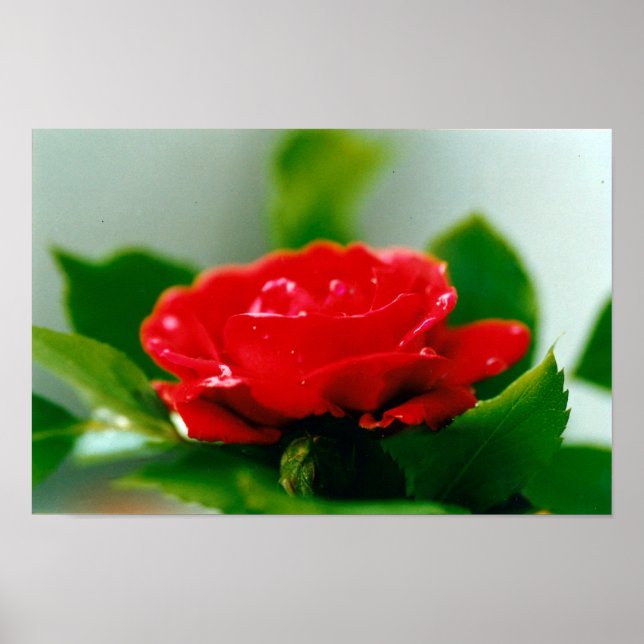 Morgon röd ros täckt med daggdroppar poster (Framsidan)