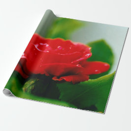 Morgon röd ros täckt med daggdroppar presentpapper