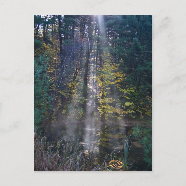 Morgon Vermont Forest Vykort (Framsida)