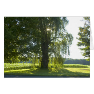 Morgon Willow - Starta dagen av Bright Sunlight Hälsningskort