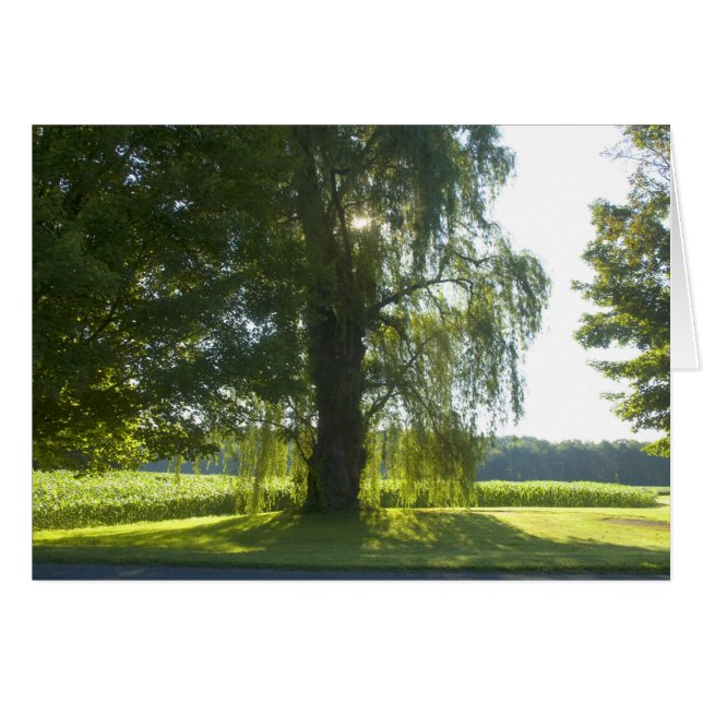 Morgon Willow - Starta dagen av Bright Sunlight Hälsningskort (Framsidan Horizontal)