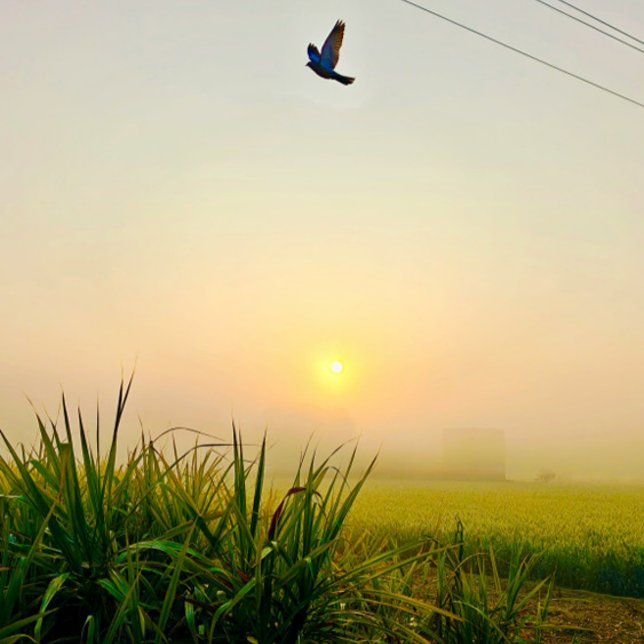 morgonbyvy poster (village of punjab sunrise moment  , peaceful nature vibes)