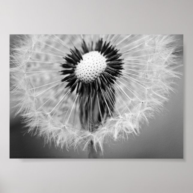Morgondagens utsäde poster (Framsidan)