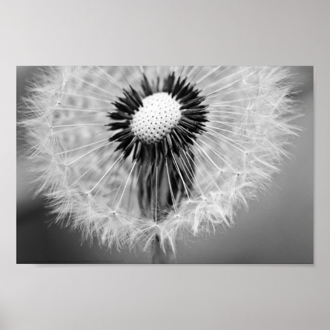 Morgondagens utsäde poster (Framsidan)
