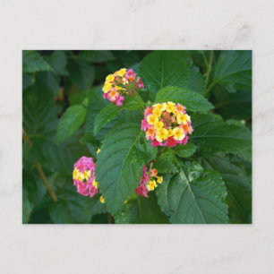 Morgondagens vykort för lycka (blommor)