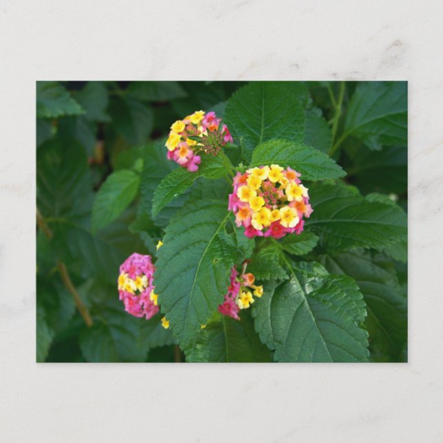 Morgondagens vykort för lycka (blommor) (Framsida)