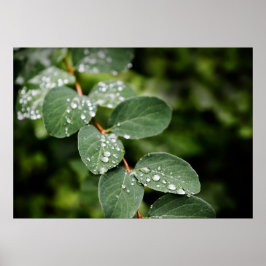 Morgondagg i trädgård poster