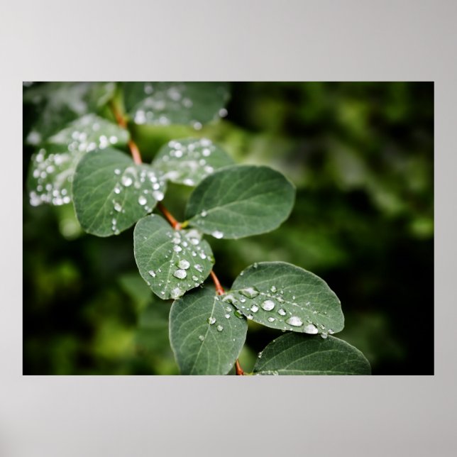 Morgondagg i trädgård poster (Framsidan)