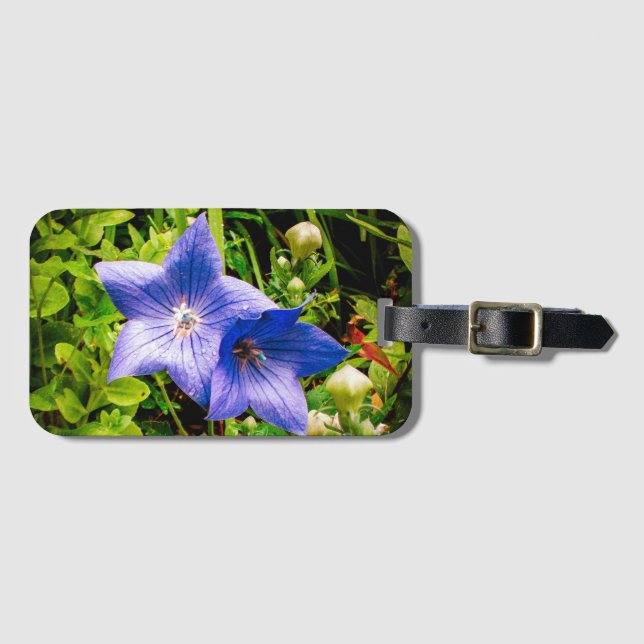 Morgondagg tappar på en ballongblomma bagagebricka (Framsida horisontal)