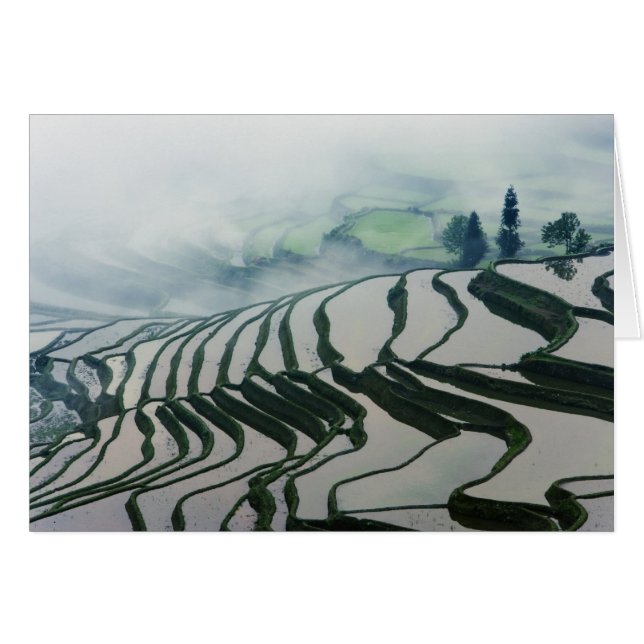 Morgondimma ovanför risfält hälsningskort (Framsidan Horizontal)