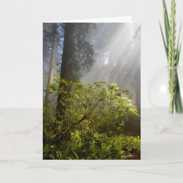 Morgondimma på Rhododendron Kort (Framsida)