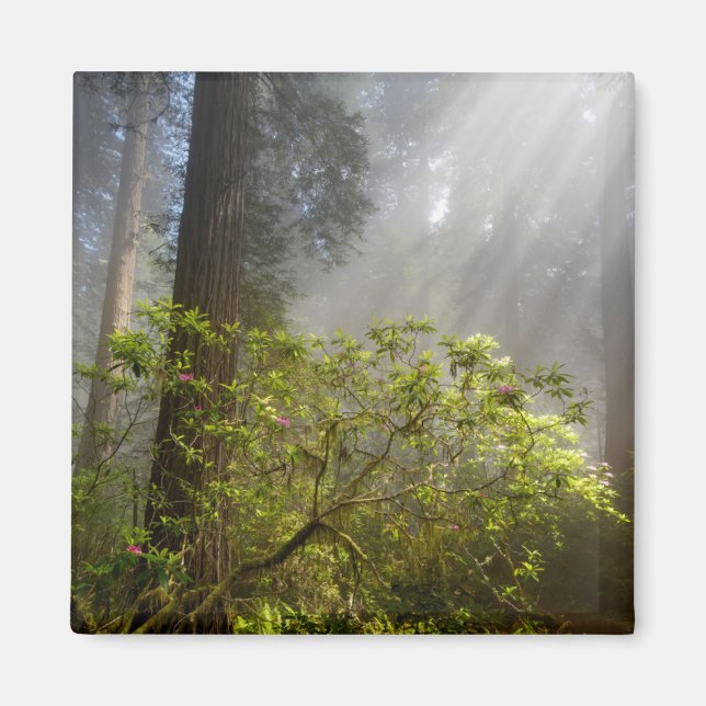 Morgondimma på Rhododendron Magnet (Framsidan)