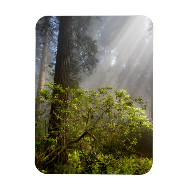 Morgondimma på Rhododendron Magnet (Vertikal)