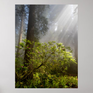 Morgondimma på Rhododendron Poster