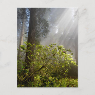 Morgondimma på Rhododendron Vykort