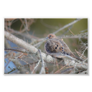 Morgonduva Gömmer i Gräs Träd Bird Photo Print Fototryck