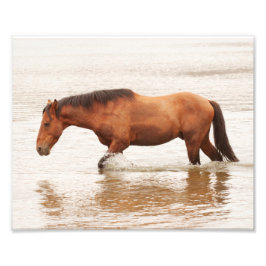 Morgonens simma för en häst fototryck