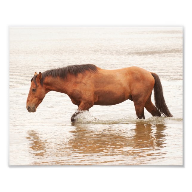 Morgonens simma för en häst fototryck (Framsidan)