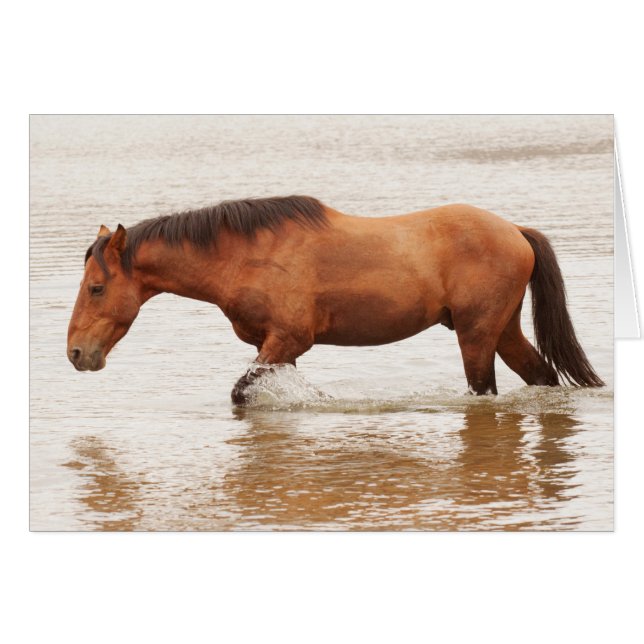 Morgonens simma för en häst hälsningskort (Framsidan Horizontal)