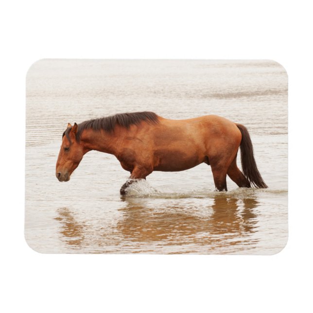 Morgonens simma för en häst magnet (Horisontell)