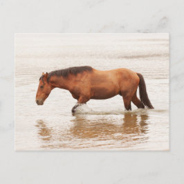 Morgonens simma för en häst vykort