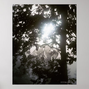 Morgonens solljus genom djungelns löv poster