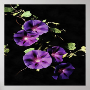 Morgonglansblomma isolerad på svart poster