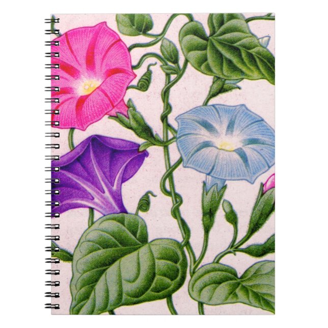 morgongloria i blått och rosa anteckningsbok (Framsidan)
