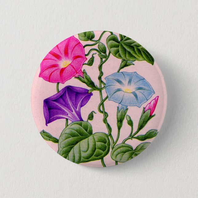 morgongloria i blått och rosa knapp (Framsida)