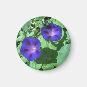MorgonGlorier Magnet