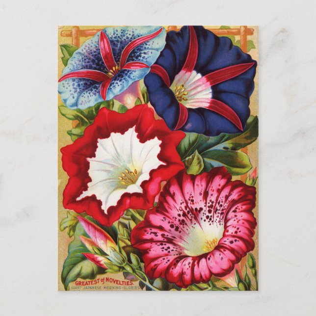 Morgongloriskt vykort (Framsida)