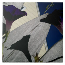 Morgonhärlighetblomma Kakelplatta