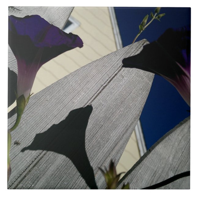 Morgonhärlighetblomma Kakelplatta (Framsidan)