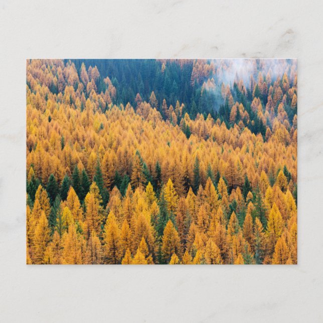 Morgonljus på stranden | Tybee Island Vykort (Framsida)