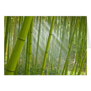 Morgonljus som filtrerar genom bambu hälsningskort