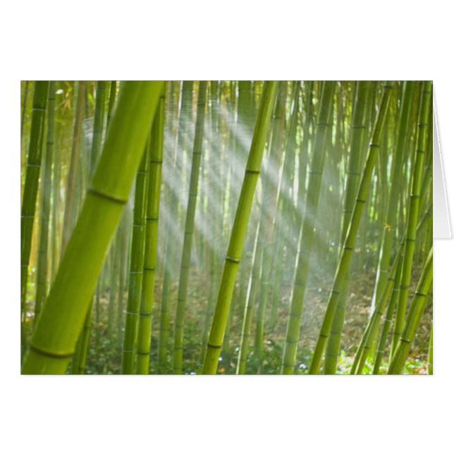 Morgonljus som filtrerar genom bambu hälsningskort (Framsidan Horizontal)
