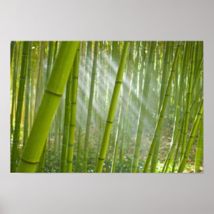 Morgonljus som filtrerar genom bambu poster