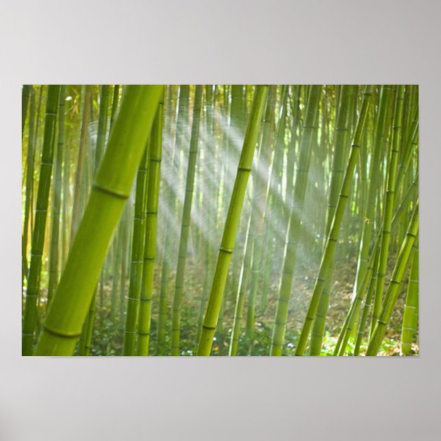 Morgonljus som filtrerar genom bambu poster (Framsidan)